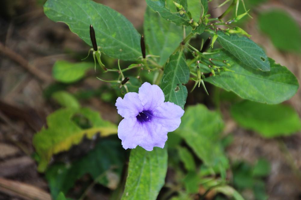 9 Manfaat Daun Kencana Ungu, Herbal untuk Jaga Kesehatan