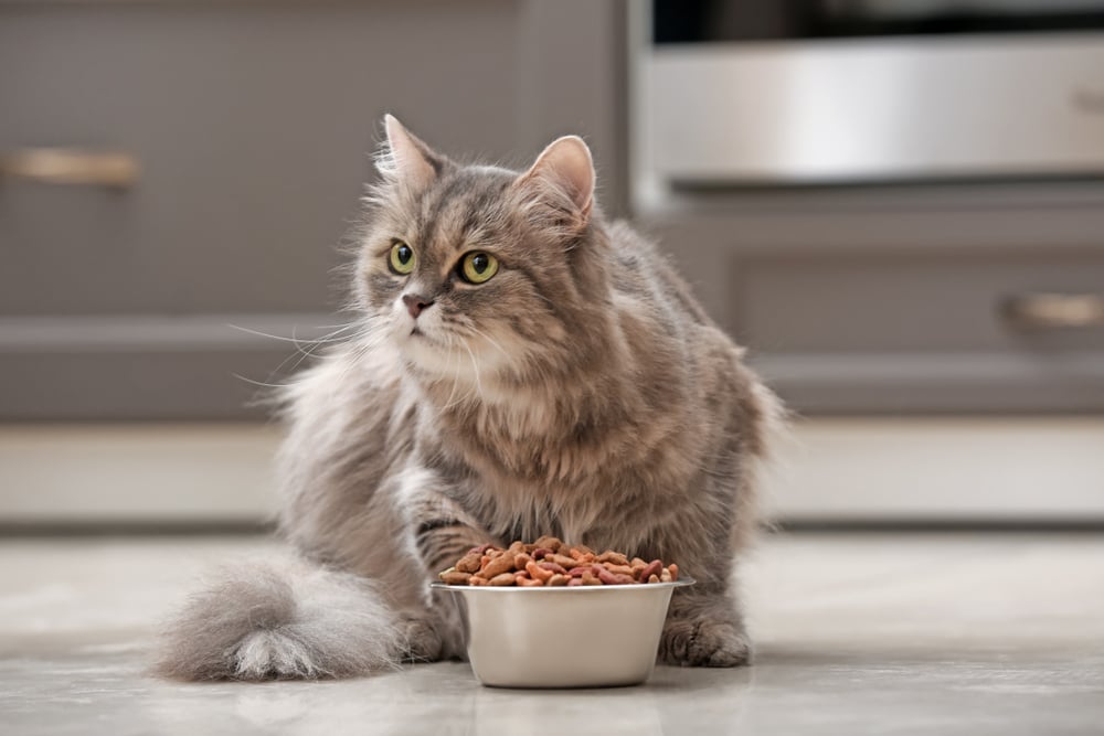 Jangan Asal Kasih, Ini Takaran Makan yang Tepat untuk Kucing Anda