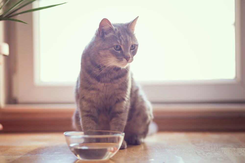 Kenapa Kucing Tidak Mau Minum