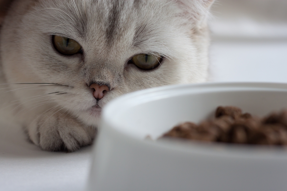 11 Penyebab Kucing Tidak Mau Makan serta Cara Mengatasinya