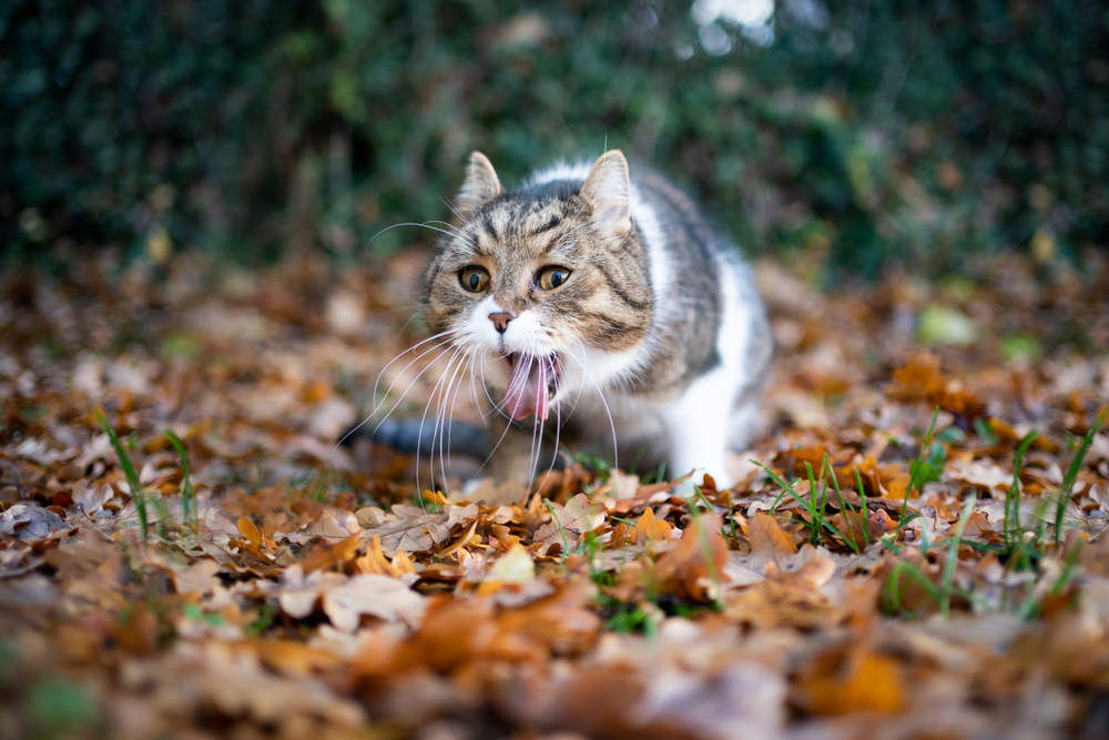 10 Cara Mengatasi Kucing Muntah, Waspadai Juga Penyebabnya