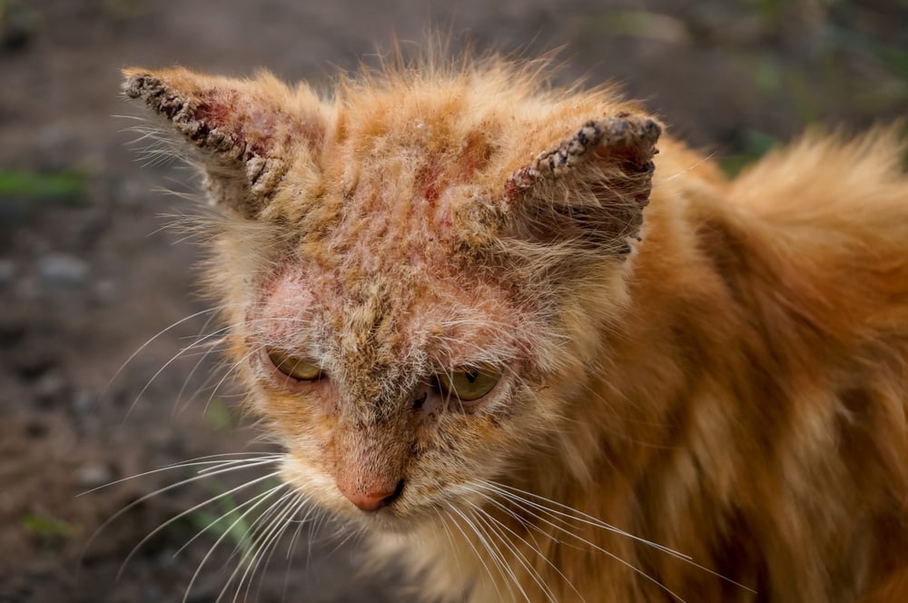 Mengenal Scabies Kucing, Penyebab, dan Cara Mengobatinya