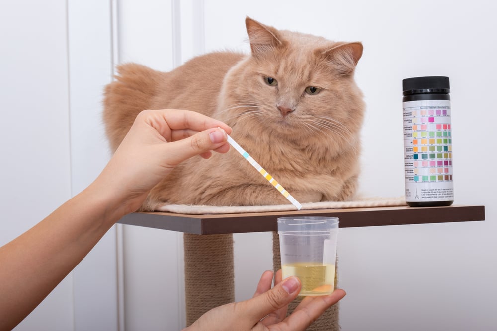 cara mengobati kucing kencing darah