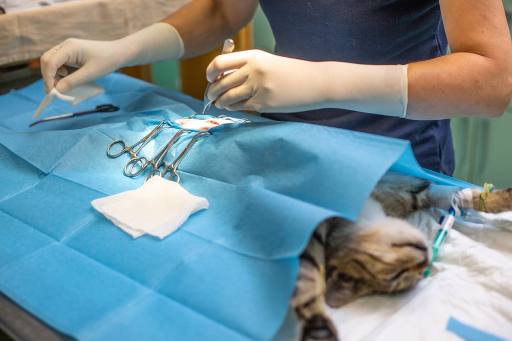 prosedur sterilisasi kucing