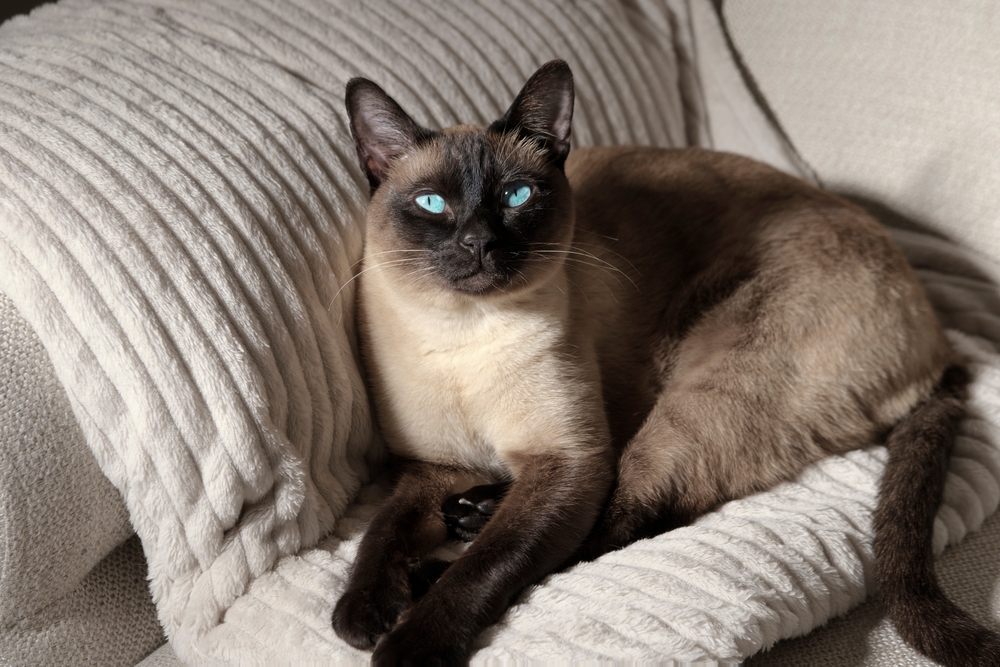 Mengenal Kucing Siam, Si Manis Bermata Biru yang Cerewet