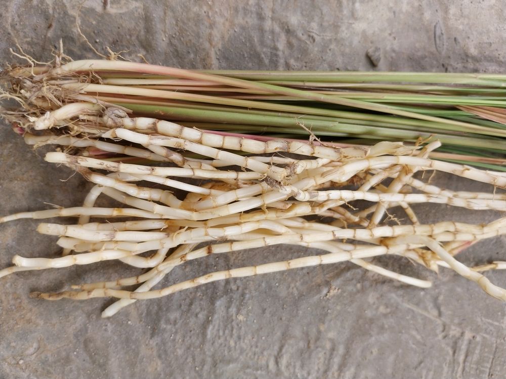 7 Manfaat Akar Alang-Alang untuk Kesehatan