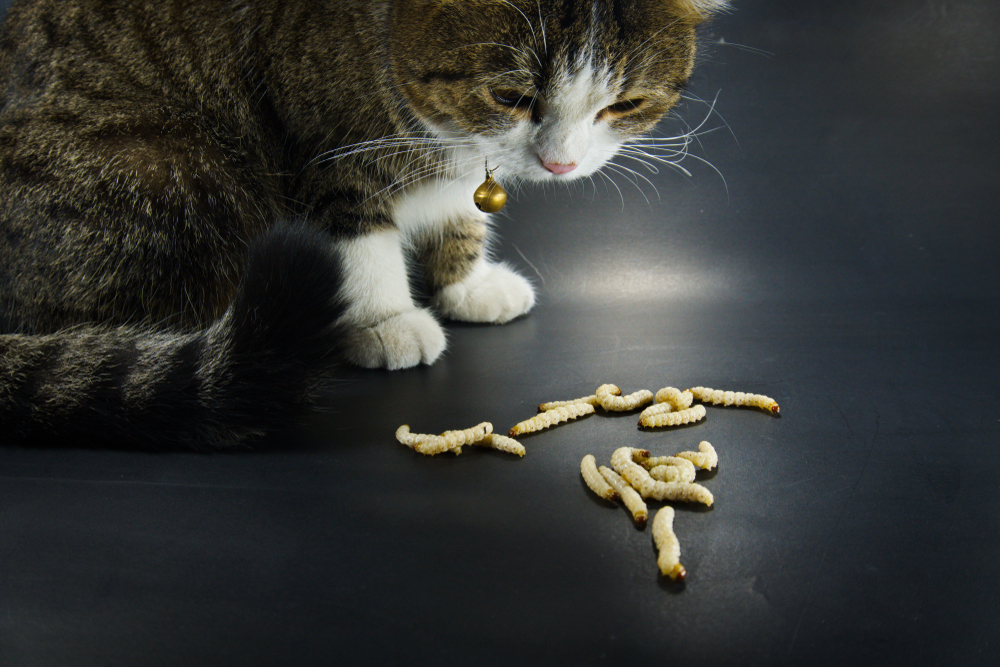 7 Jenis Cacing pada Kucing yang Menyebabkan Penyakit