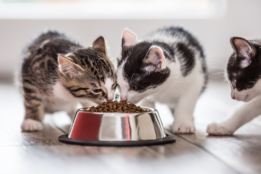 3 Jenis Makanan Kucing yang Tersedia dan Tips Memilihnya