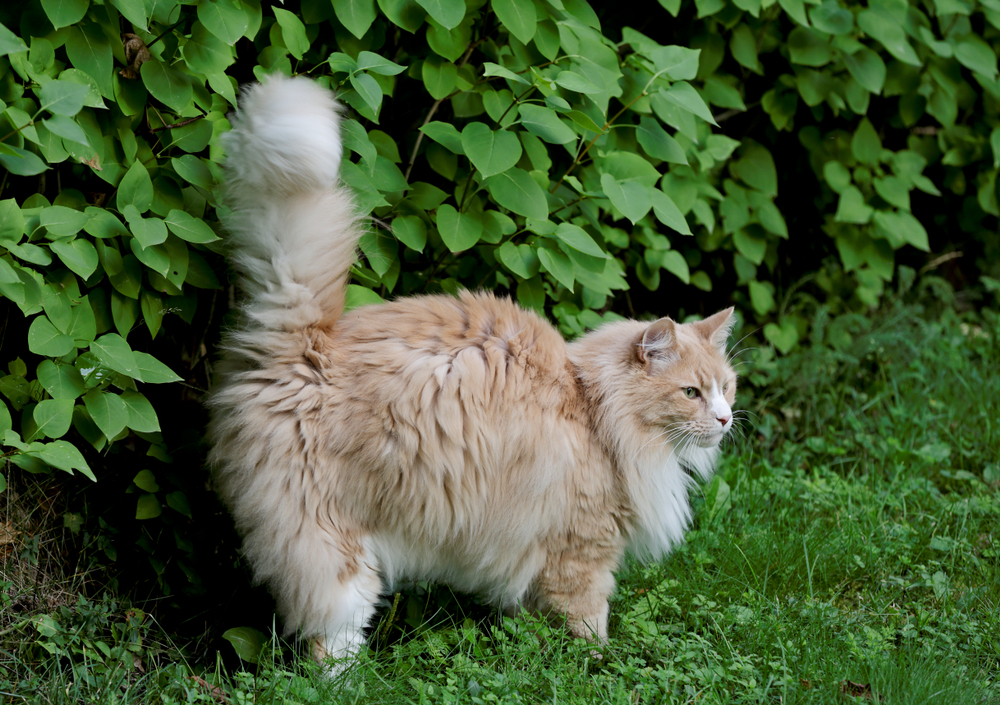 6 Penyebab Spraying pada Kucing dan Cara Mengatasinya