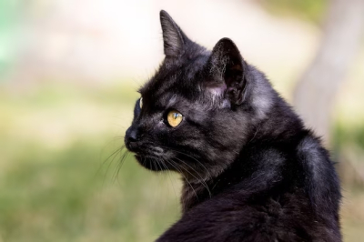 kucing hitam