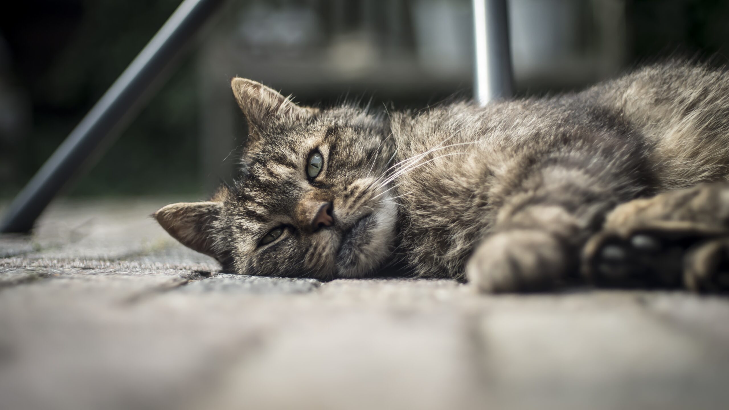 Kenali Ciri Kucing Cacingan dan Langkah Pengobatan yang Tepat
