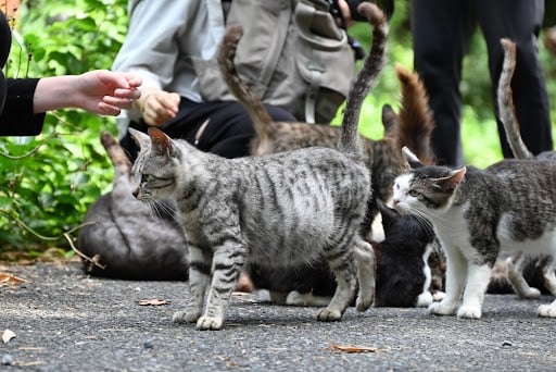 perut kucing membesar