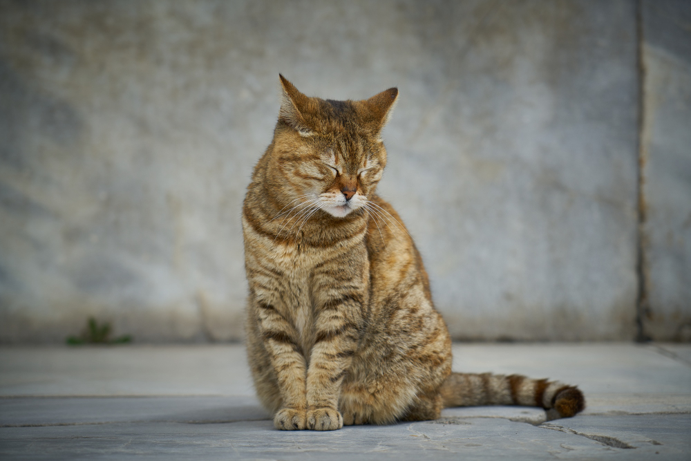 Kucing Kampung, Kenali Karakter, Jenis, dan Perawatannya