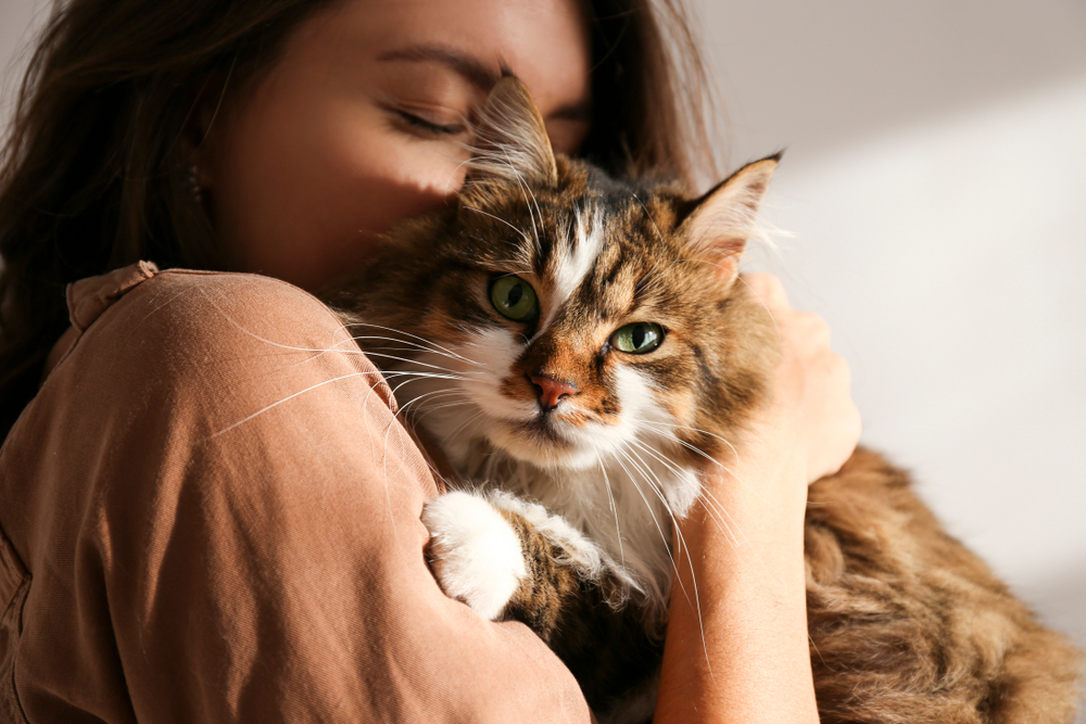 10 Jenis Kucing Bulu Panjang yang Lucu dan Menggemaskan