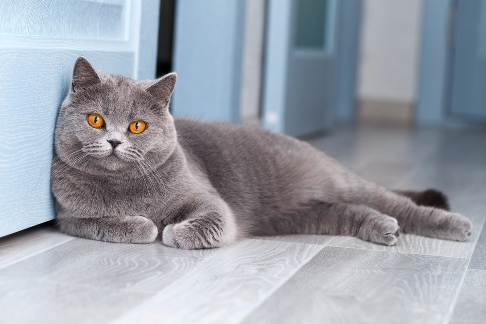 Mengenal Kucing British Shorthair dan Cara Perawatan yang Tepat