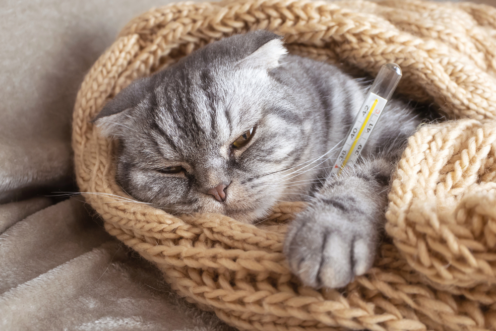 Penyebab Kucing Flu, Ciri-Ciri, dan Cara Menanganinya