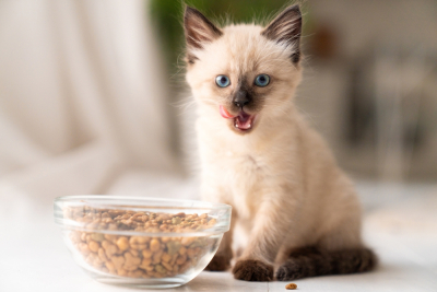makanan untuk anak kucing