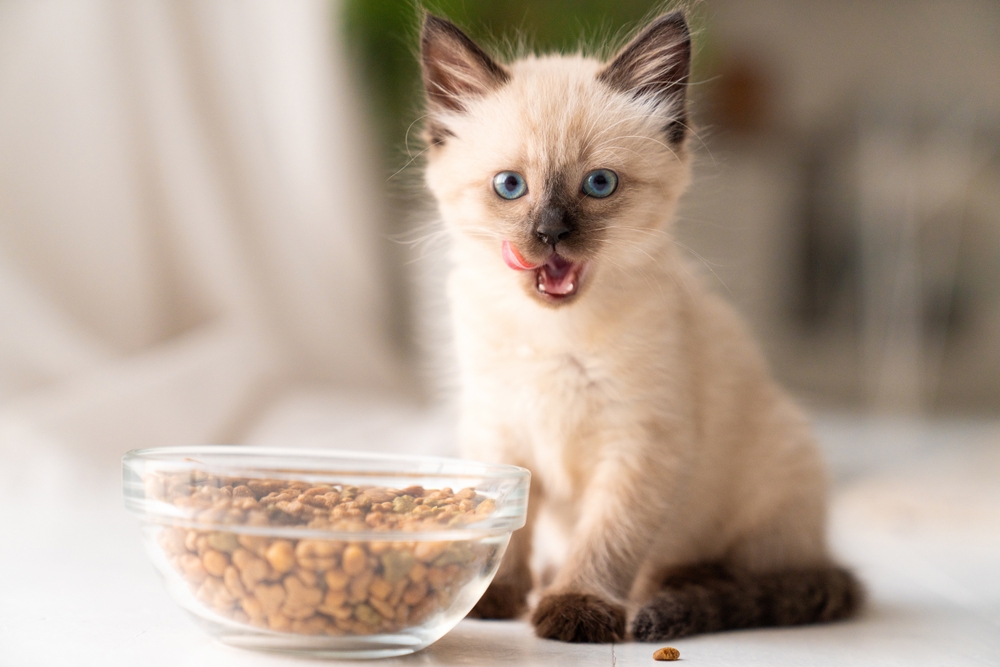 Waktu yang Tepat Memberi Makanan untuk Anak Kucing dan Jenisnya