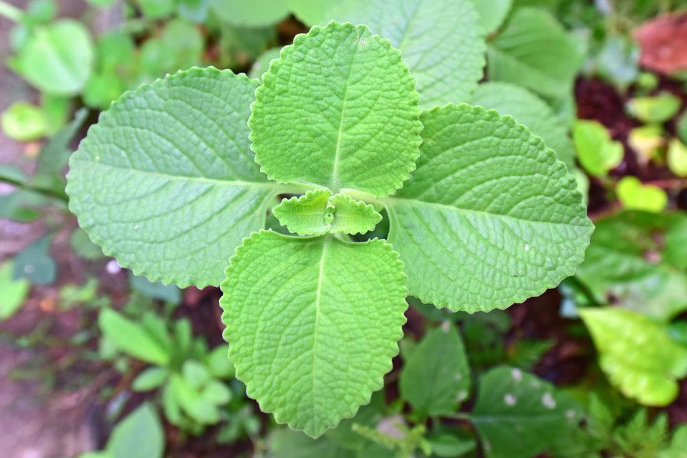 7 Manfaat Daun Bangun-Bangun, Bantu Lancarkan Produksi ASI