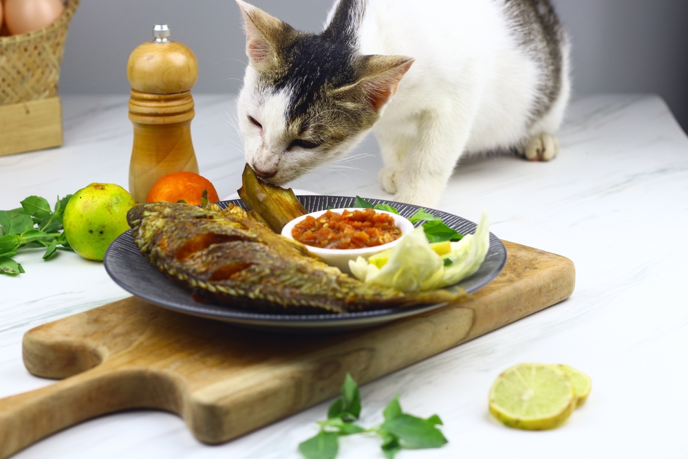 Jangan Asal Pilih, Ini 7 Jenis Ikan yang Aman untuk Kucing