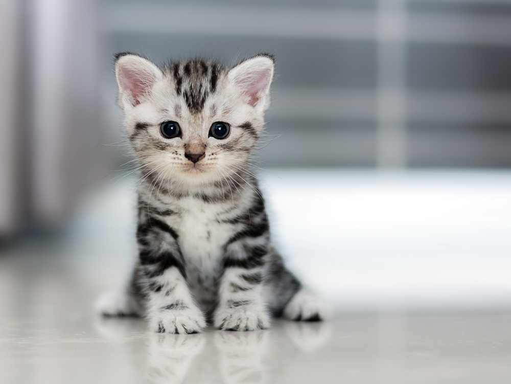 9 Cara Merawat Anak Kucing yang Tepat, dengan atau Tanpa Induk