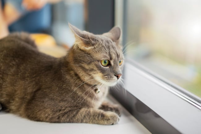 8 Penyebab Bulu Kucing Rontok Dan Cara Mengatasinya