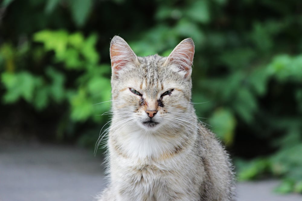 Penyebab Mata Kucing Belekan Beserta Pengobatan yang Tepat