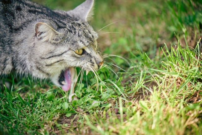 6 Ciri-Ciri Kucing Keracunan Dan Cara Tepat Mengatasinya