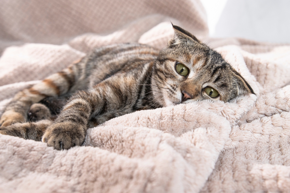 Infeksi Feline Immunodeficiency Virus (FIV) pada Kucing