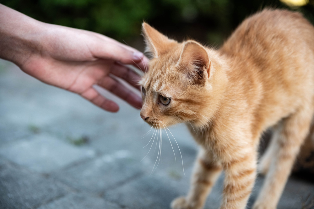 8 Ciri-Ciri Stres pada Kucing dan Cara Tepat Mengatasinya