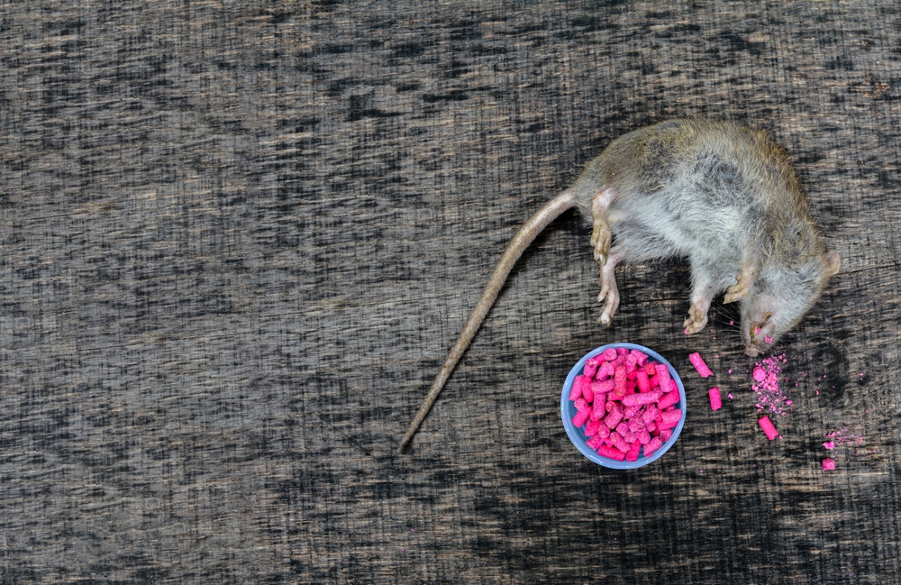 8 Rekomendasi Racun Terbaik untuk Basmi Tikus di Rumah Anda