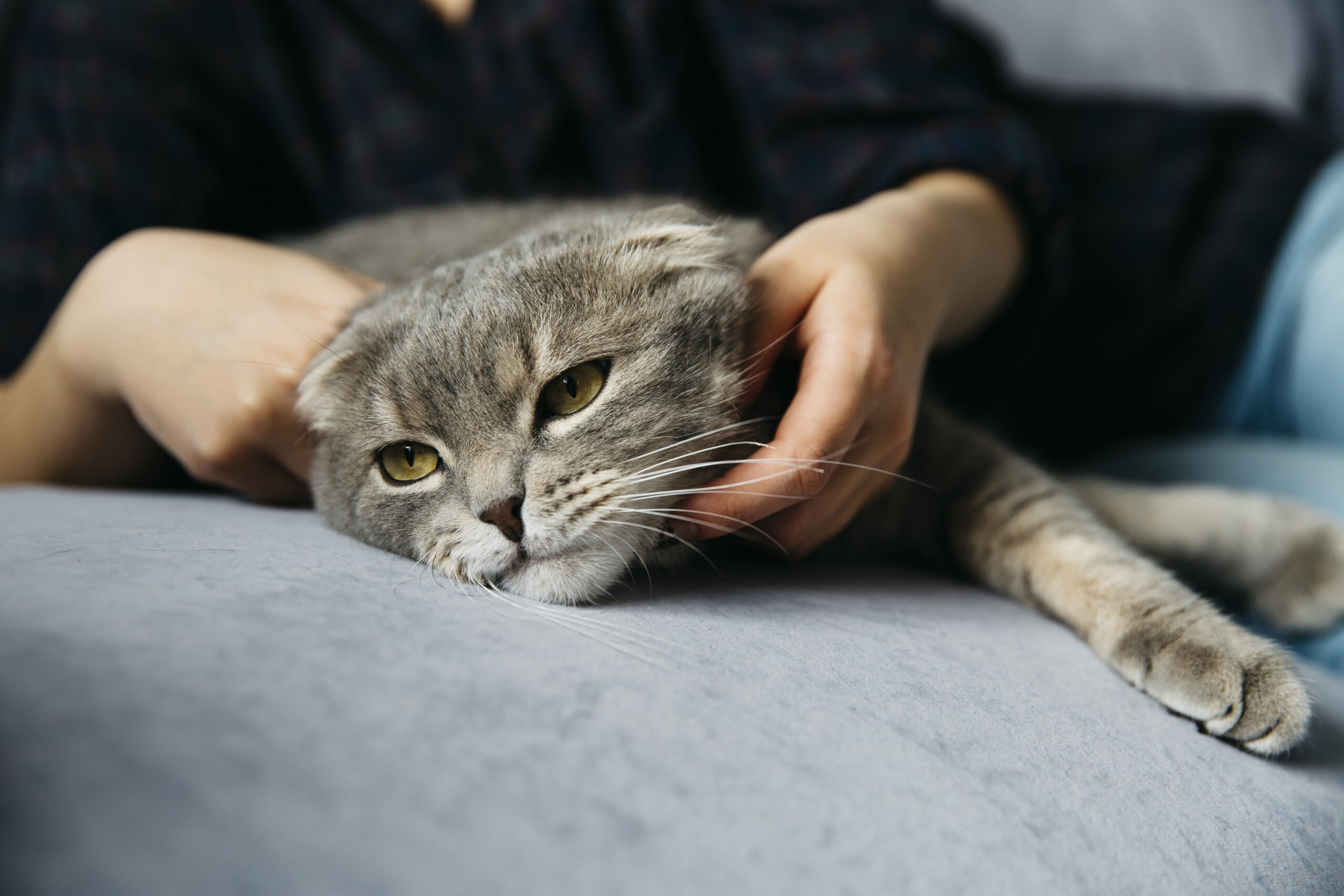 Kenali Gejala Calicivirus pada Kucing dan Pengobatan yang Tepat