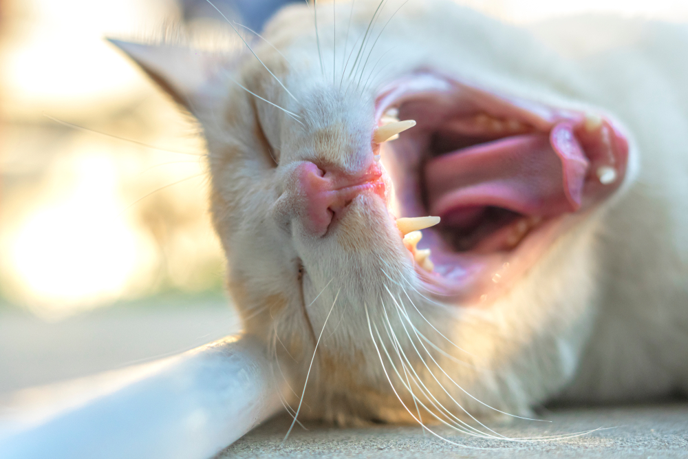 Penyebab Kucing Sariawan, Ciri-Ciri, dan Cara Mengobatinya