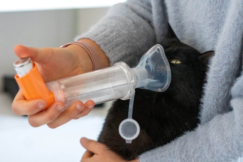 cara mengobati asma pada kucing