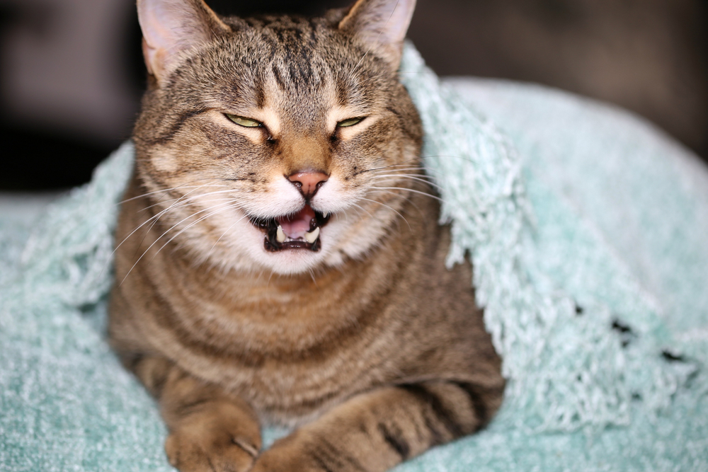Mengenal Penyebab Kucing Asma dan Cara Menanganinya