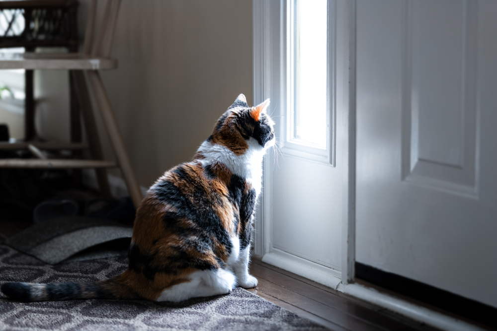 Single Kitten Syndrome (Sindrom Anak Kucing Tunggal)