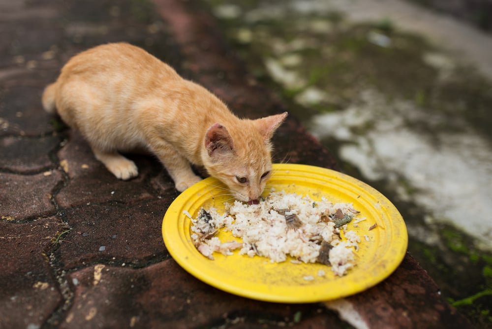 apakah kucing boleh makan nasi