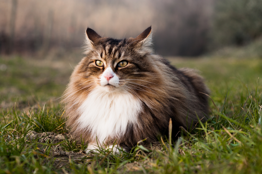Mengenal Kucing Norwegian, si Pendiam yang Menggemaskan