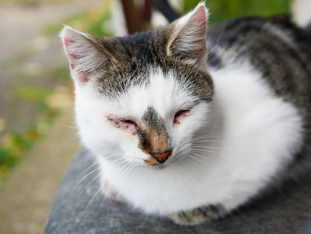 9 Penyebab Kucing Sakit Mata dan Cara Tepat Menanganinya
