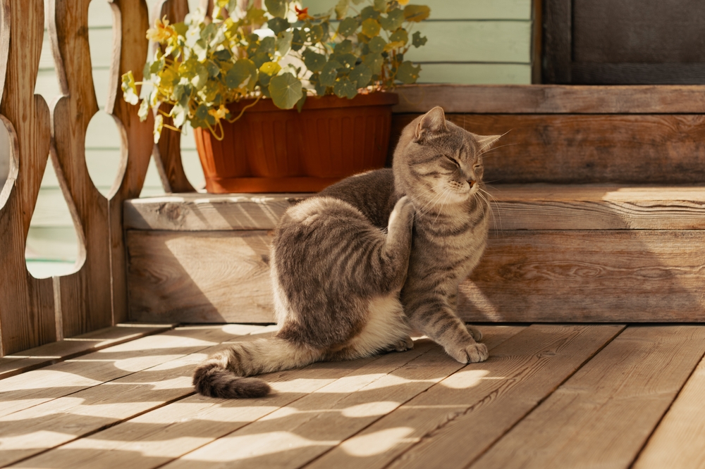 Bisakah Kutu Kucing Menular ke Manusia? Ini Dampaknya