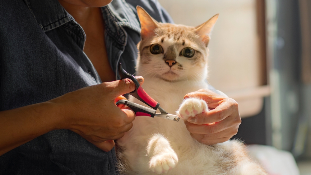 Declawing Kucing, Cabut Cakar Permanen yang Membahayakan