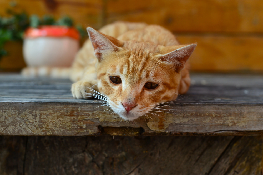 7 Ciri-Ciri Kucing Peliharaan Kesepian dan Cara Mengatasinya