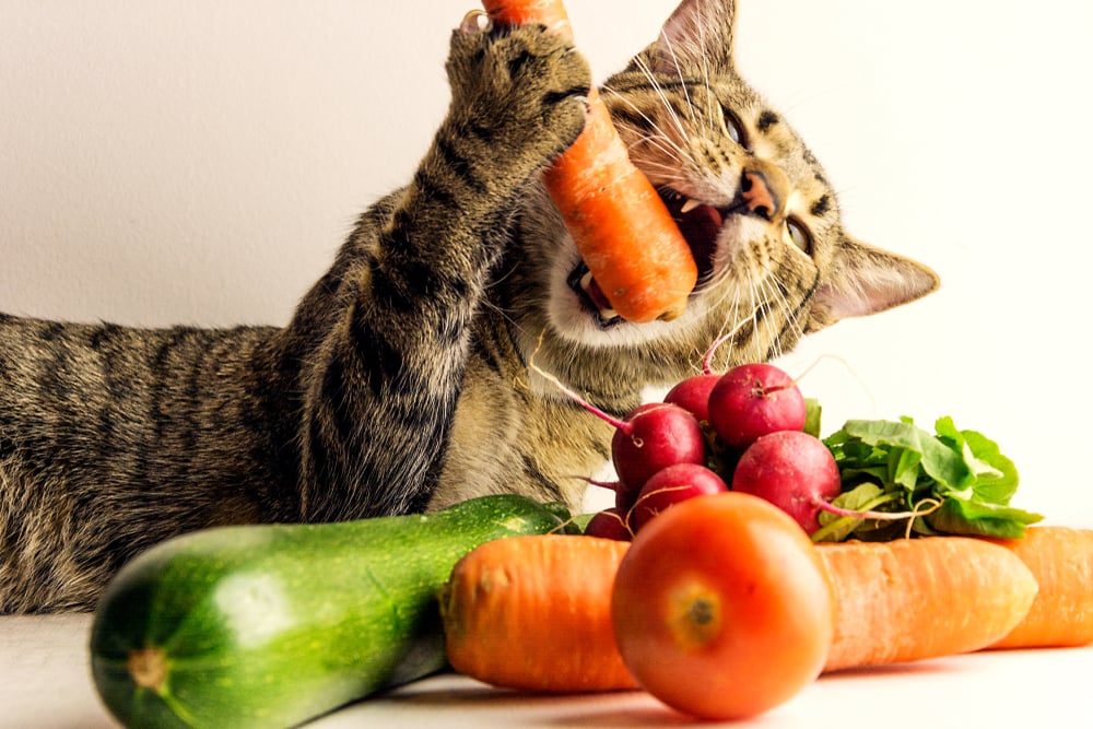 kucing makan sayur