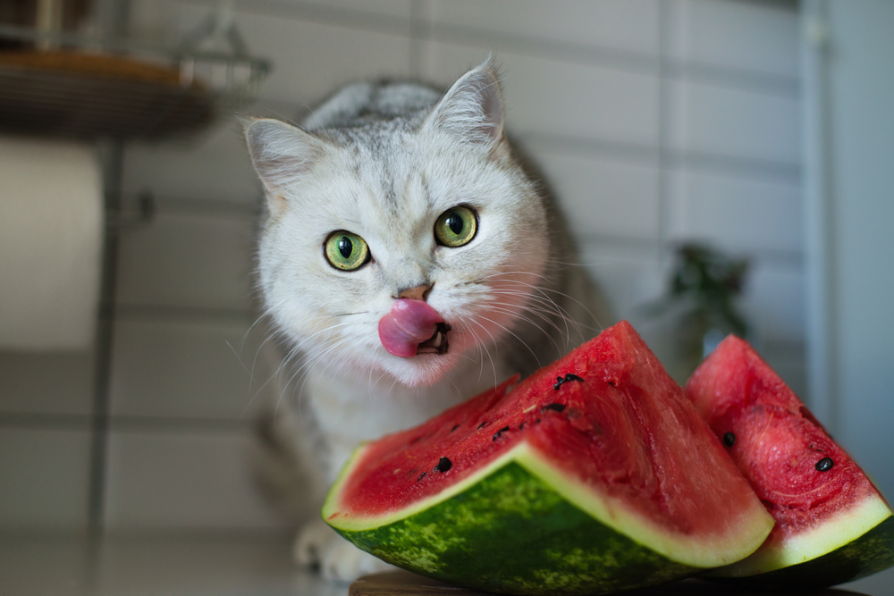 Bolehkah Kucing Makan Sayur dan Buah? Yuk, Ketahui Aturannya!