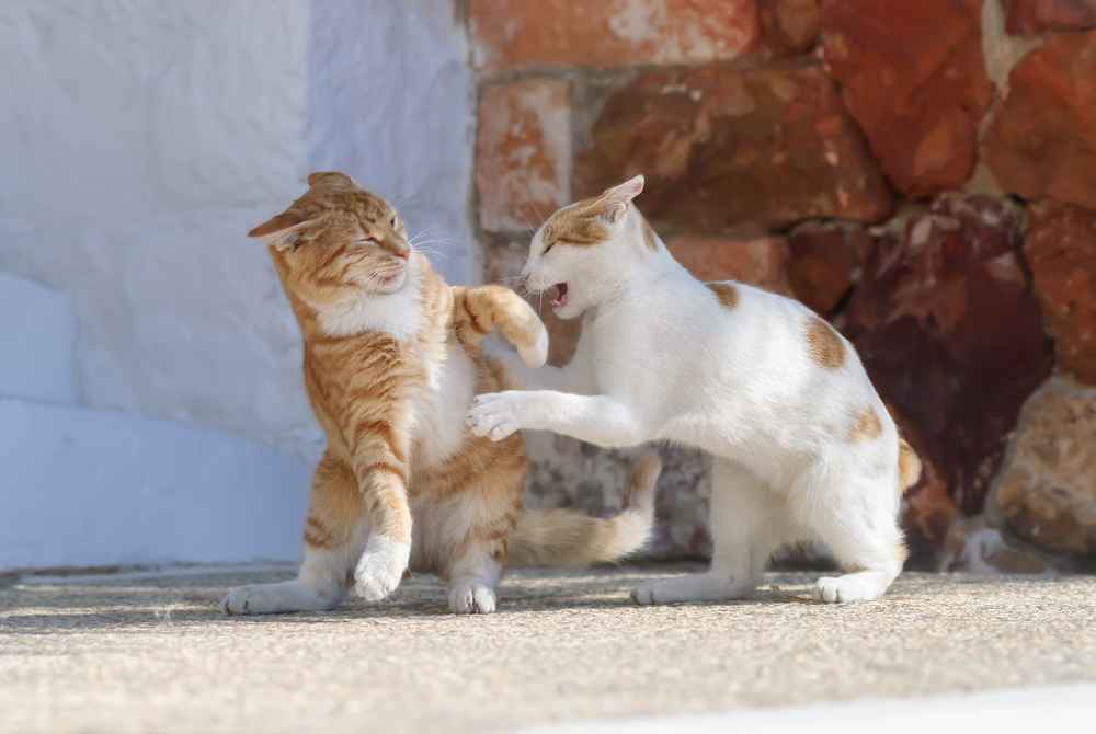 6 Penyebab Kucing Berkelahi, Apa yang Harus Dilakukan?