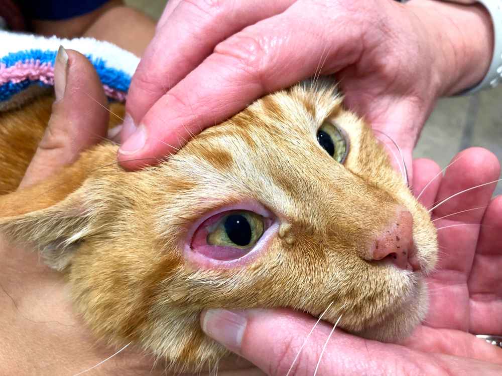Ketahui Penyebab dan Cara Mengobati Mata Kucing Merah
