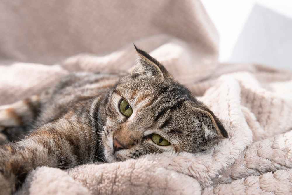 Kucing Bisa Kena Penyakit Ginjal, Ini Penyebab dan Gejalanya