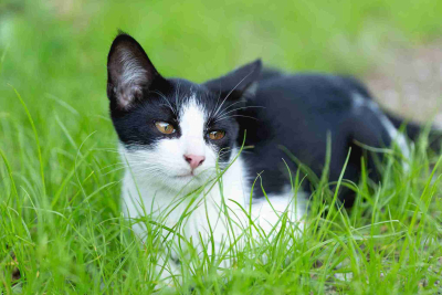 perilaku kucing makan rumput