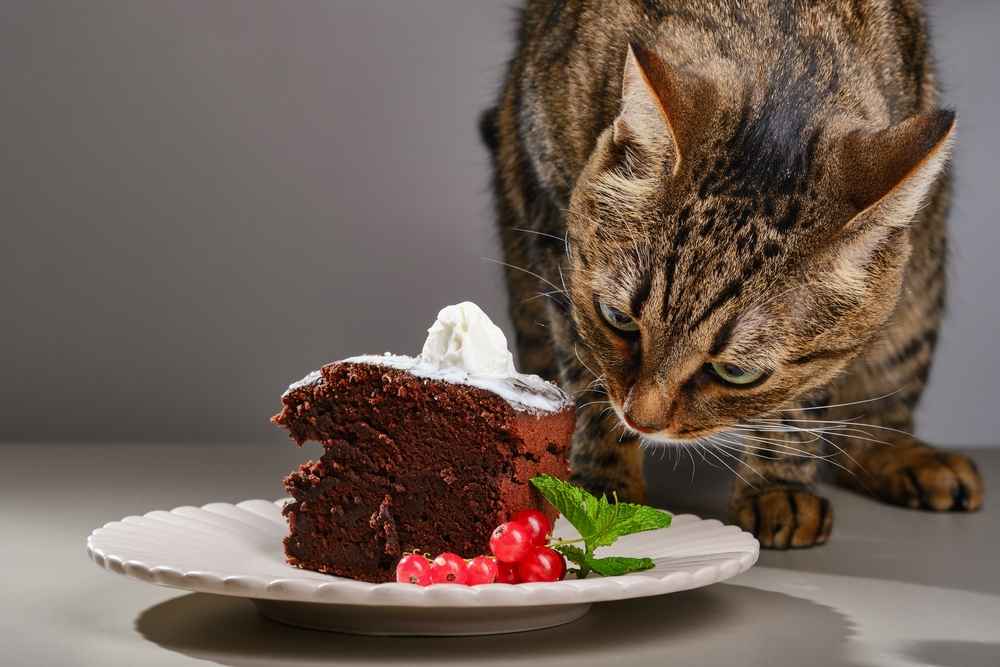 Bolehkah Kucing Makan Cokelat? Ini Penjelasannya