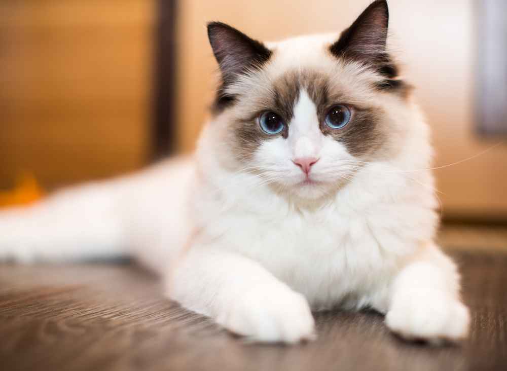 Mengenal Kucing Ragdoll, Si Cantik yang Suka Bermain Air